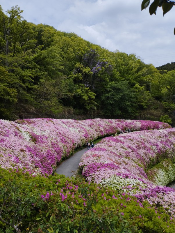 生駒山ツツジロール