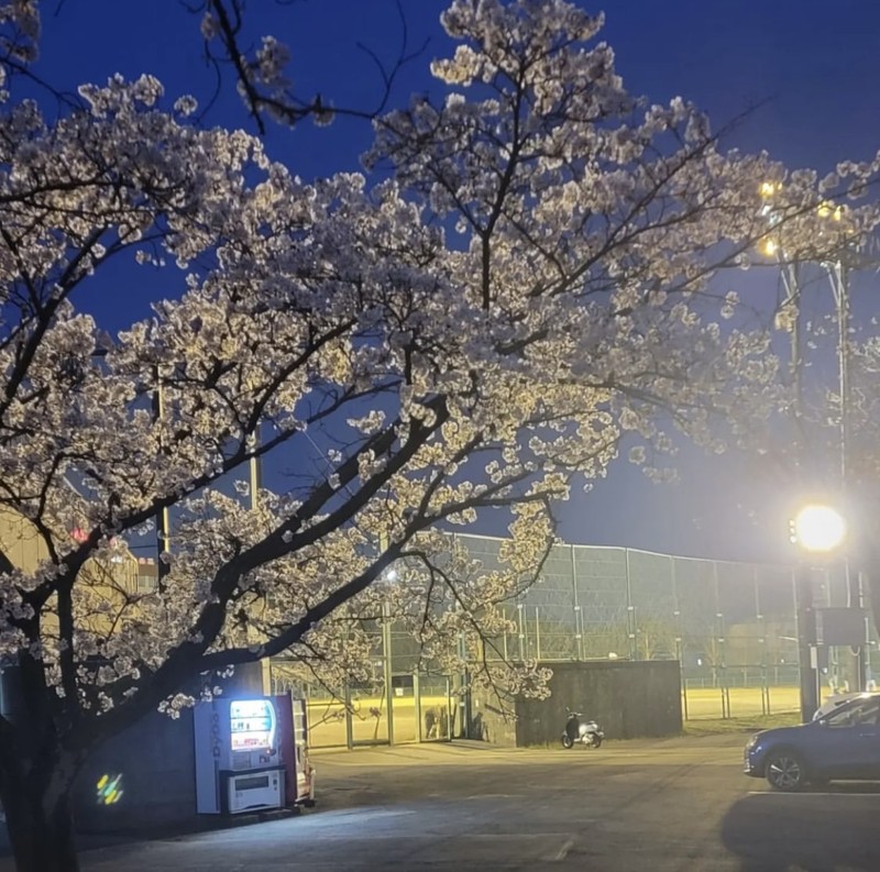 土曜日にナイター！桜綺麗🌸