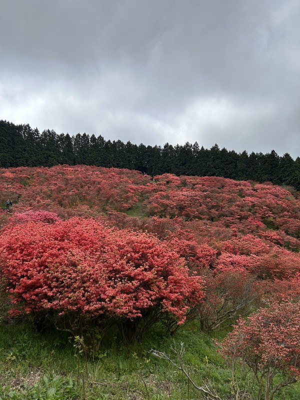 つつじの群生