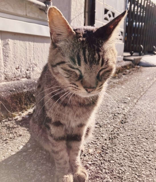 眠いにゃ、、