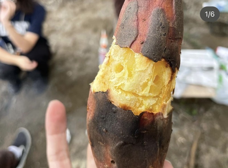 焼き芋会の芋です！