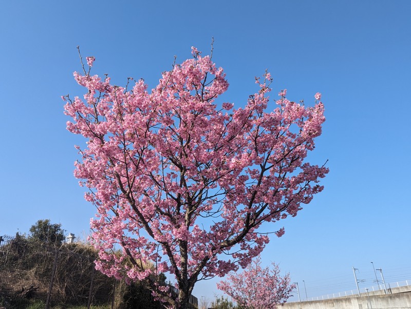 🌸きれい。やる気スイッチオン