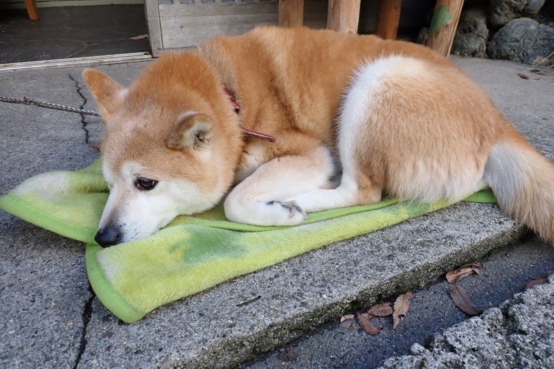 吉野山　※初中級者