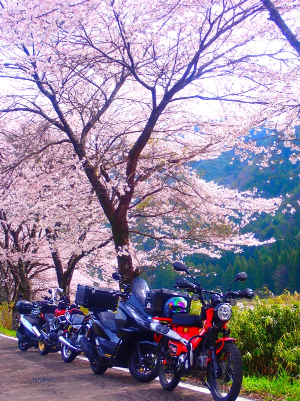 第22弾は桜touring