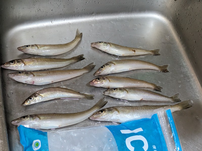 今年のキスもいいサイズ