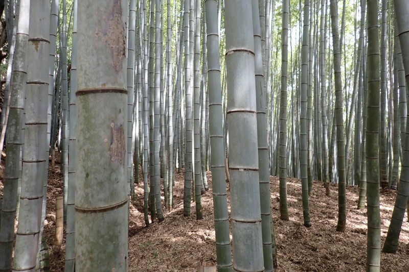 天王山ハイキング