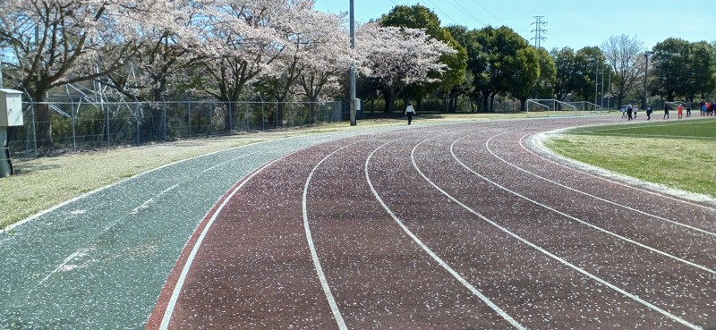 今年も桜吹雪の中で