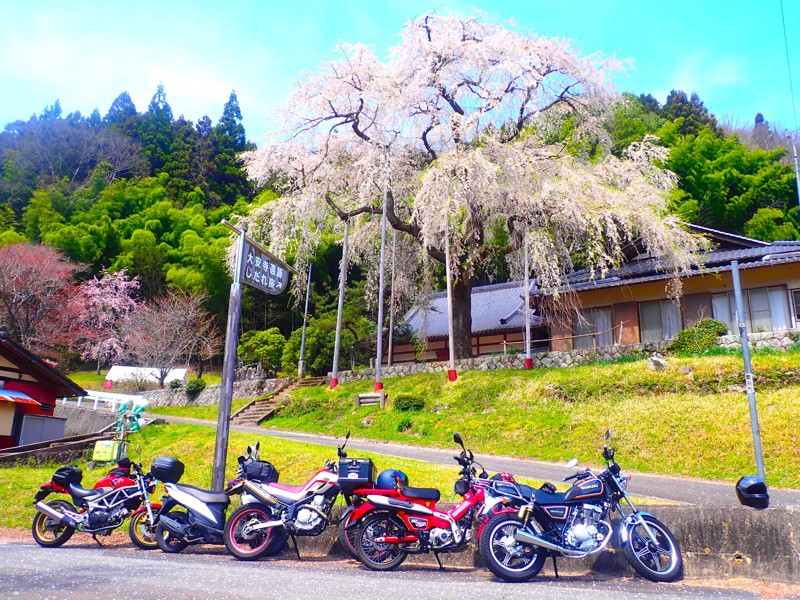 第23弾も桜touring