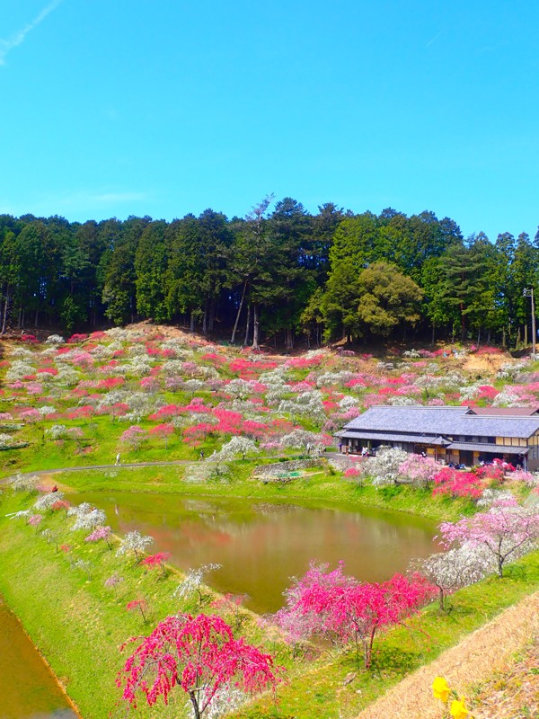 第23弾も桜touring