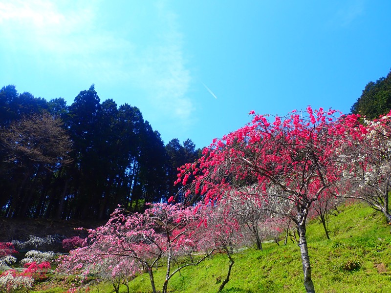 第23弾も桜touring