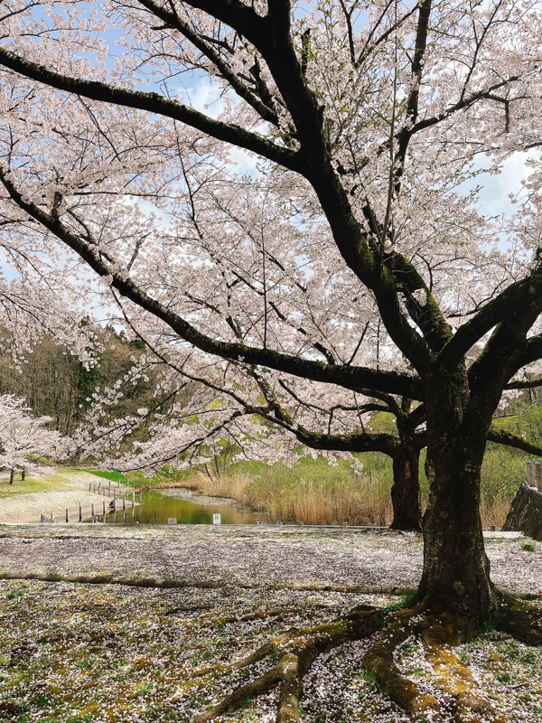 一つ森公園の桜観光ラン