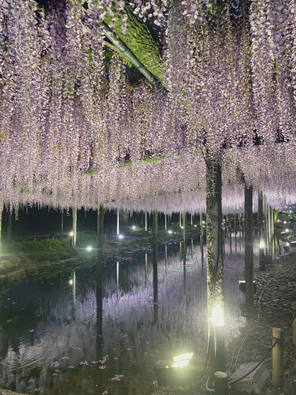 天王川公園の藤