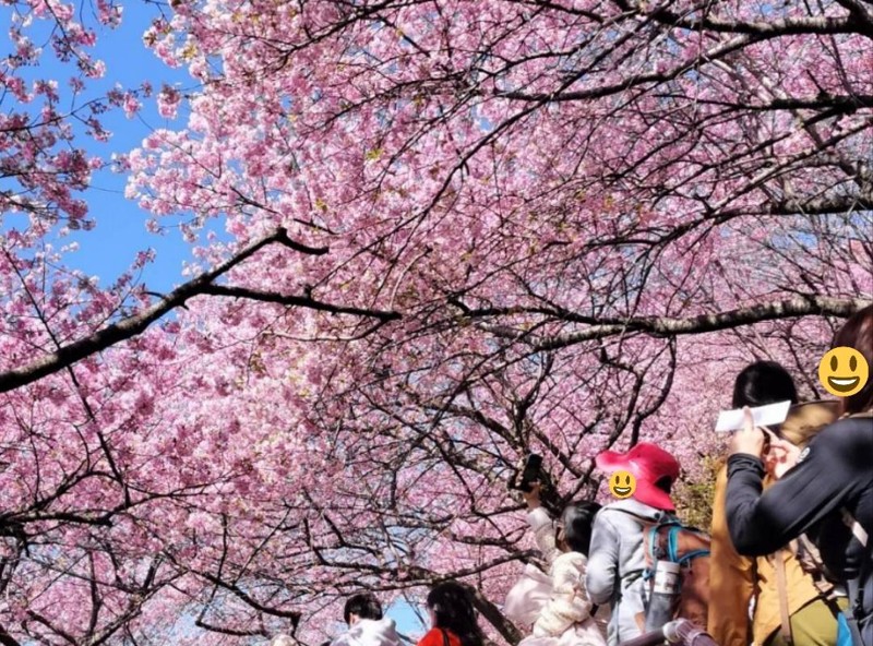 2025.3.1 まつだ桜祭り