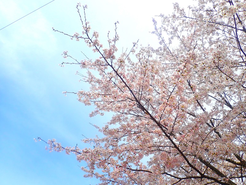 第36弾は鮎川の千本桜!