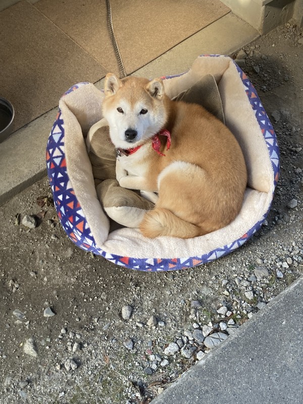 私が飼っている愛犬です😊