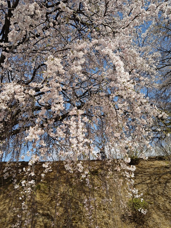 練習帰りに皆と見に行った桜🌸