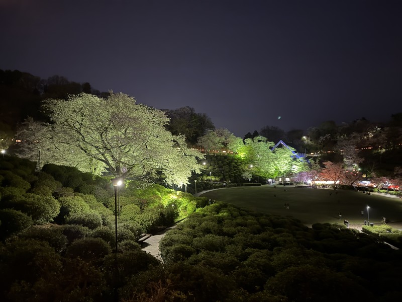 先日の西山公園花見ラン