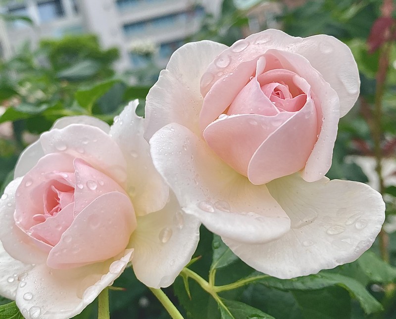 編集後