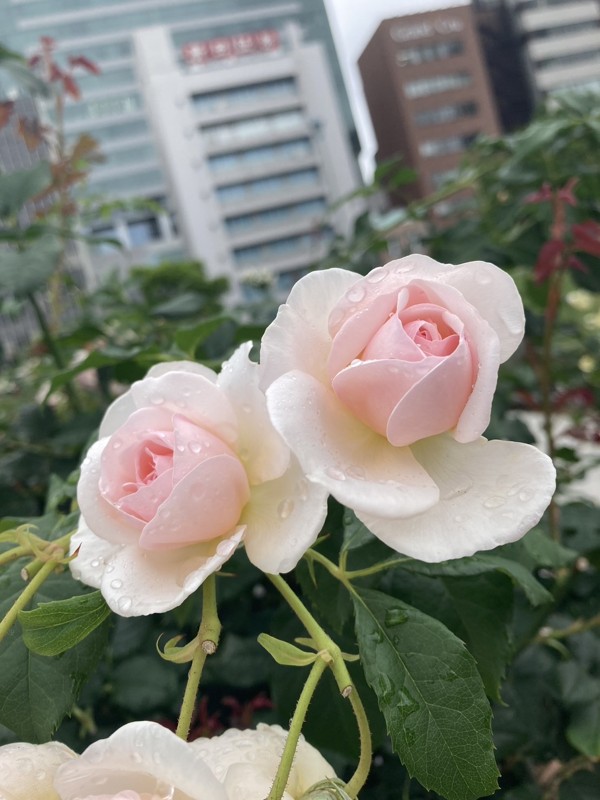 編集前