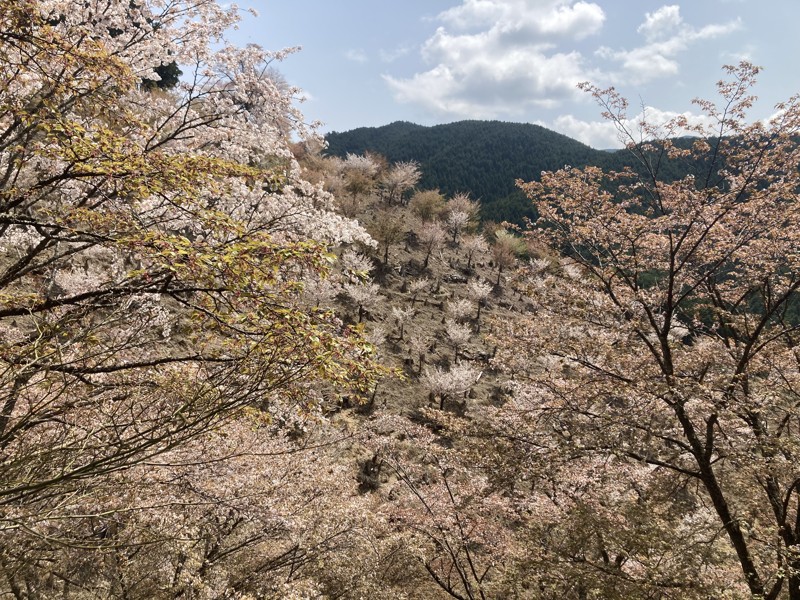 吉野山　2025.4.19