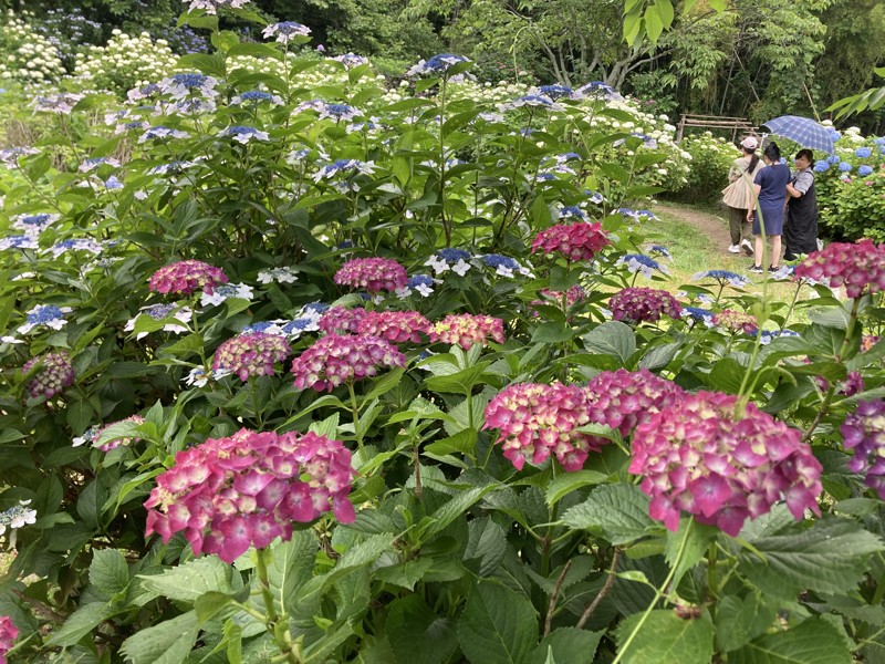 天拝公園　あじさい園