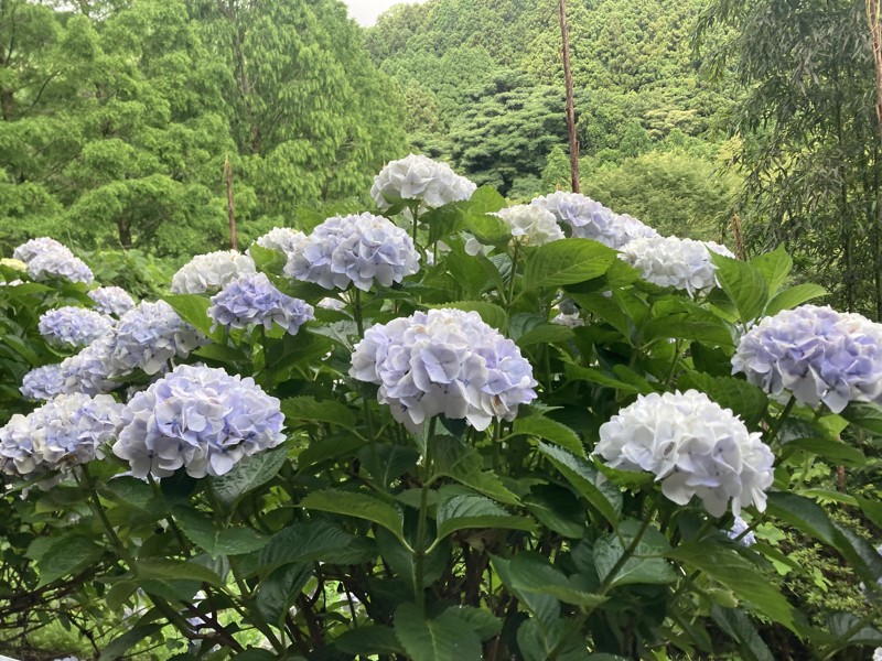 白糸の滝の紫陽花