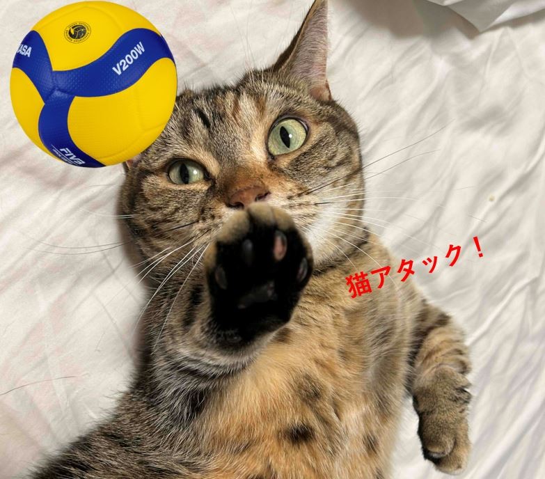新メンバー待っているにゃ
