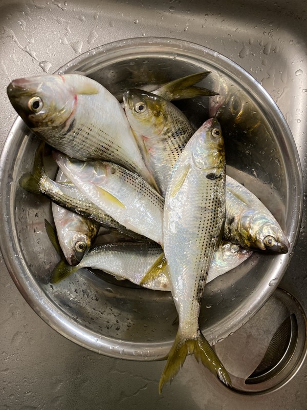 初心者に釣れてくれる、コノシロ