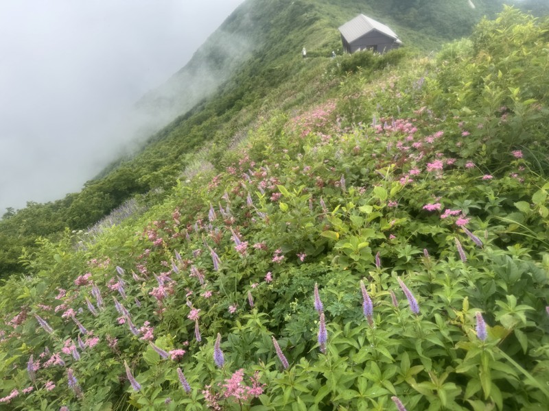 久しぶりに！お花畑