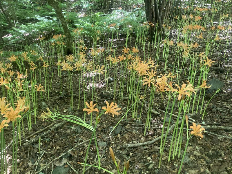 オオキツネノカミソリ大群生地