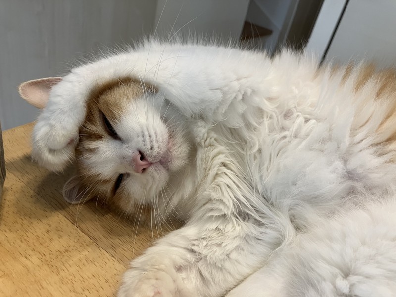 看板息子