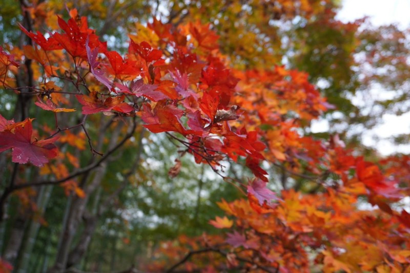 京都 嵐山紅葉 ゆるドア関西