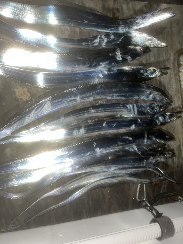 淡路島太刀魚開幕