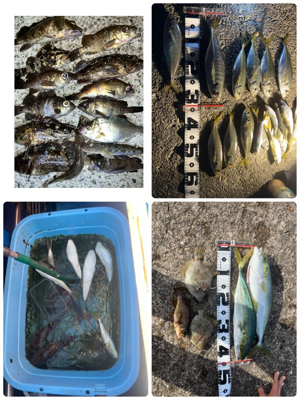 釣れた魚