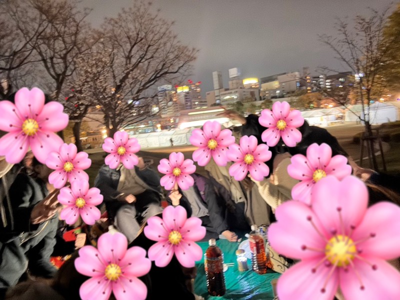 夜の桜を見学