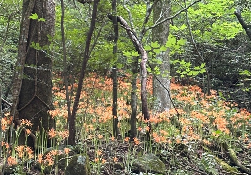 多良岳オオキツネノカミソリ