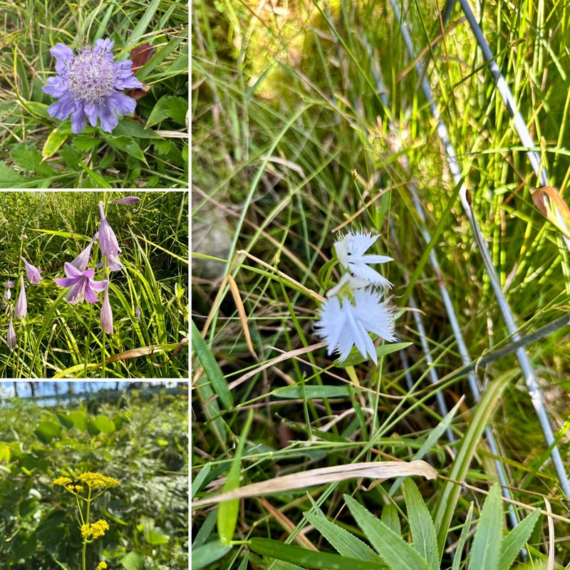 サギソウほか沢山の貴重な動植物