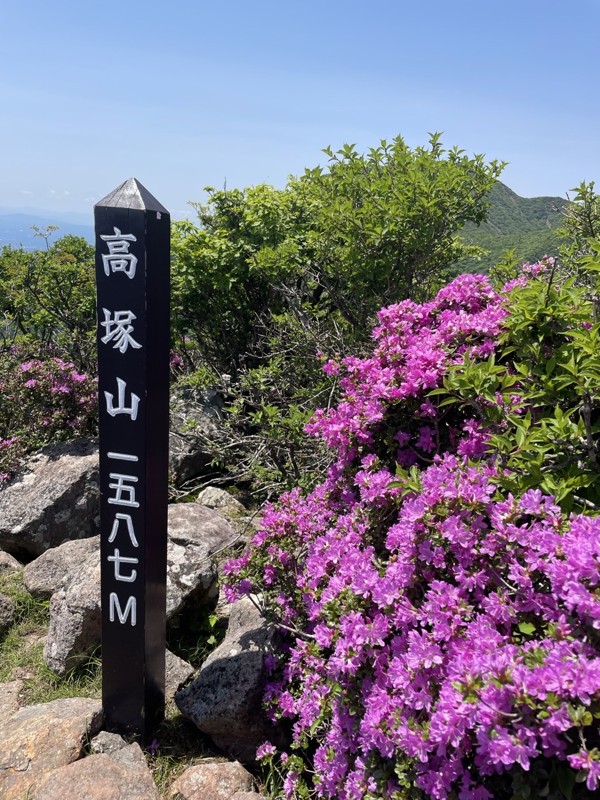 高塚山⛰️ミヤマキリシマ🌺