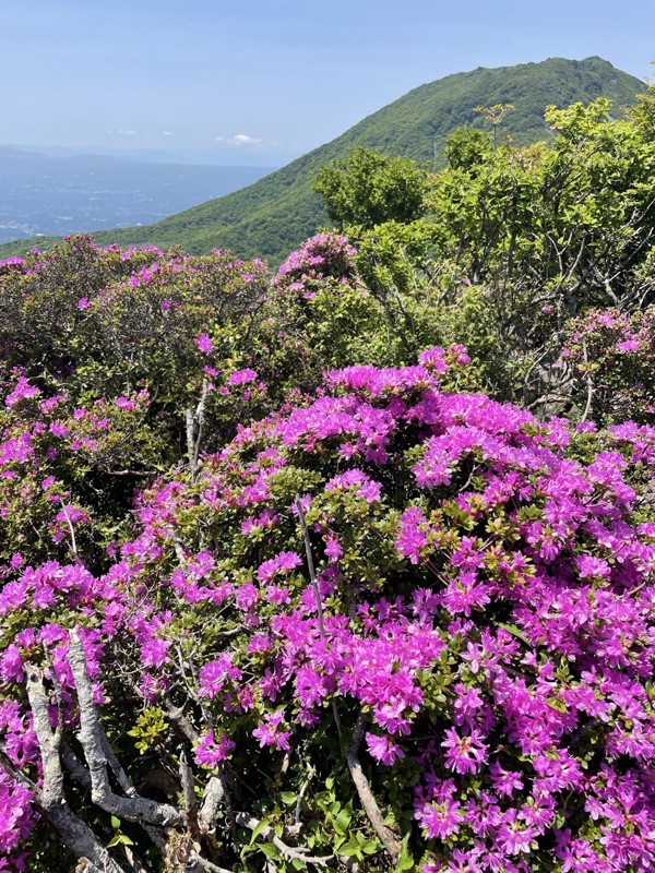 高塚山⛰️ミヤマキリシマ🌺