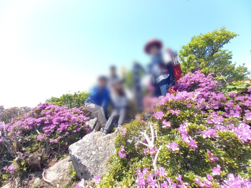 高塚山⛰️ミヤマキリシマ🌺