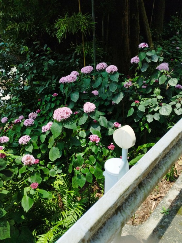 基山⛰️本福寺寺カフェ☕