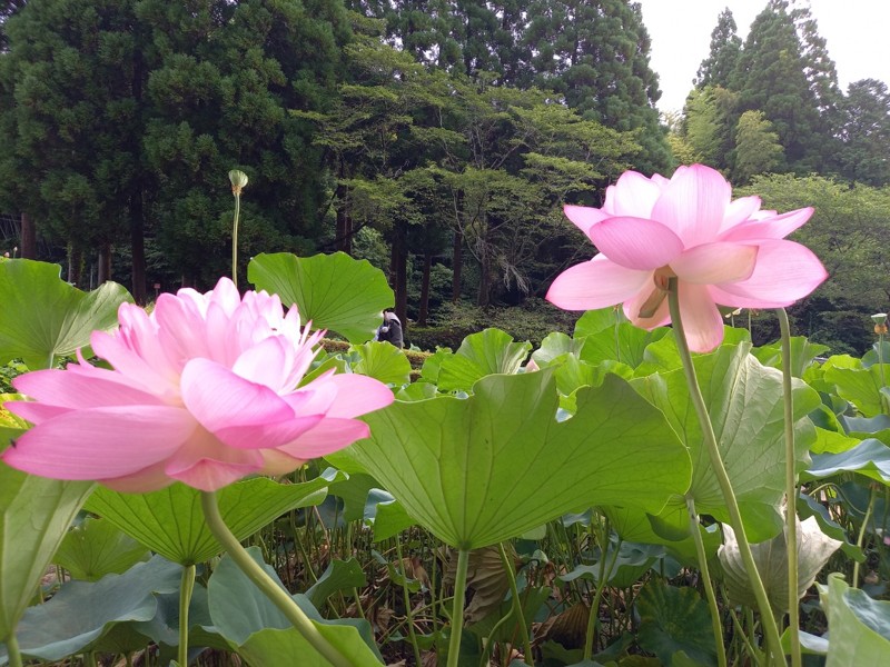 震岳・彦岳⛰️麦の花☘️