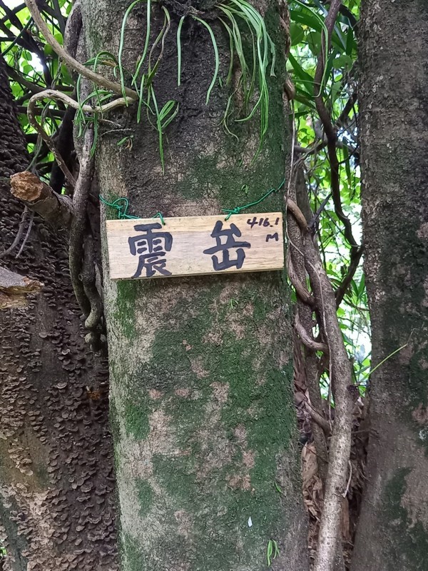 震岳・彦岳⛰️麦の花☘️