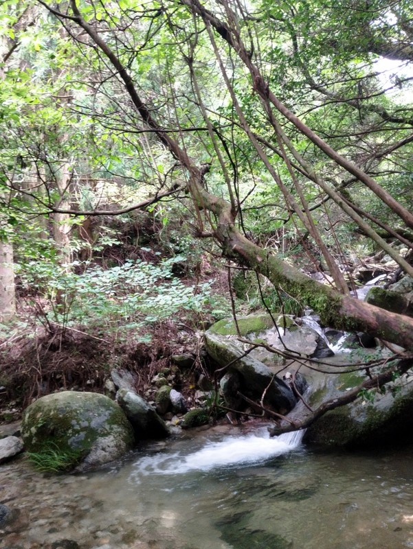 脊振山⛰️のがり🐗