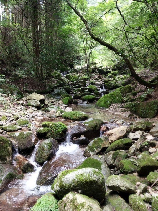 脊振山⛰️のがり🐗