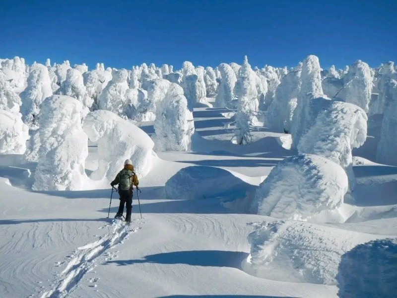 蔵王の樹氷は圧巻です