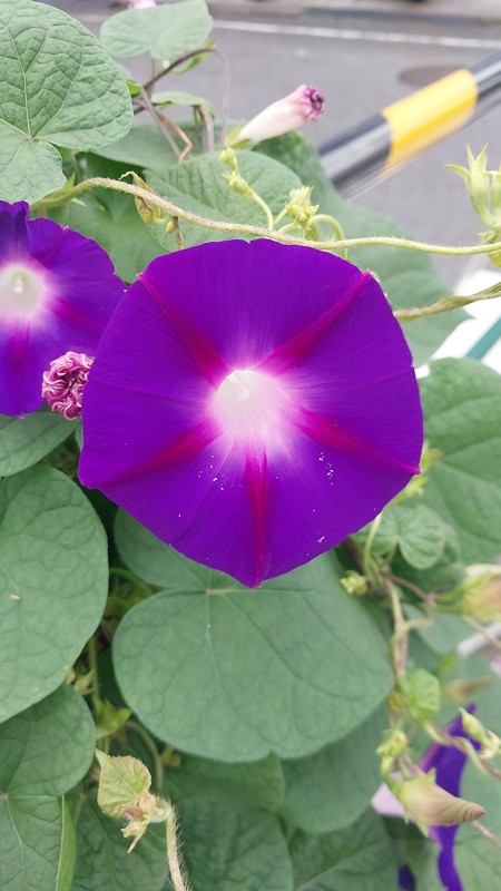 10/13 見納めかな