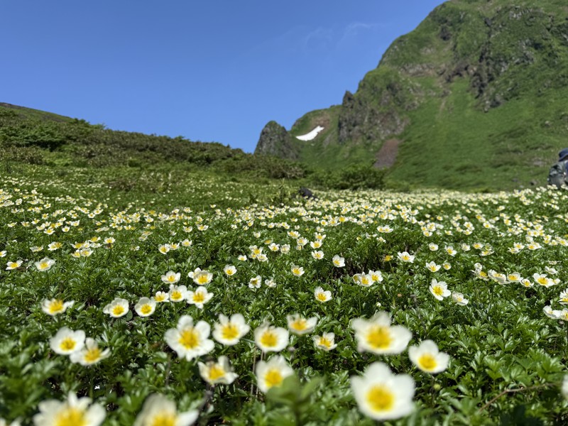 2025/06 秋田駒ヶ岳