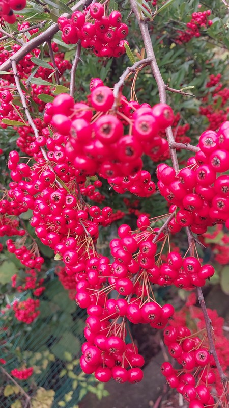 11/1 ピラカンサ!