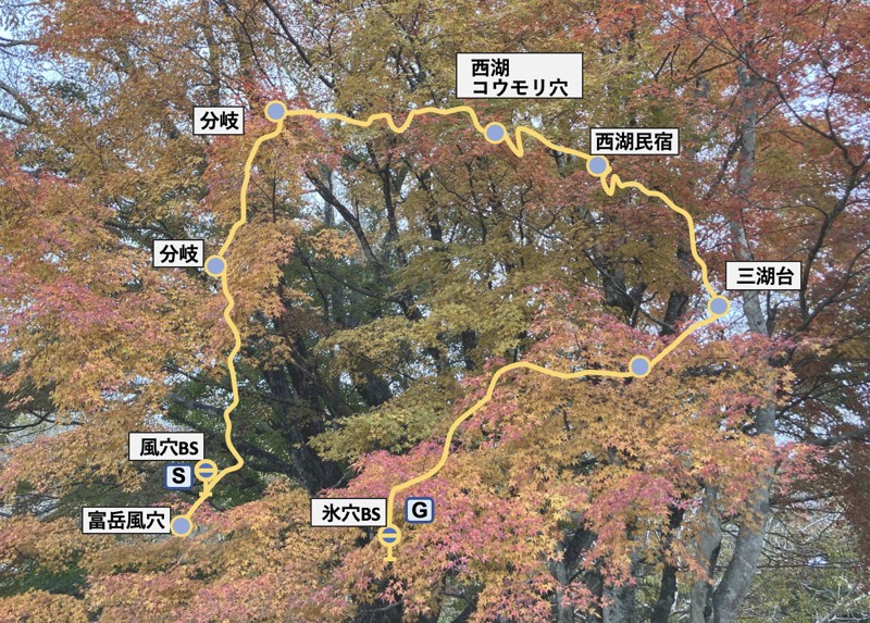 青木ヶ原樹海と紅葉台